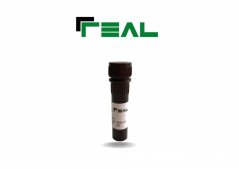 RealSafe, Tincion Geles Agarosa Sin EtE, REAL - Durviz