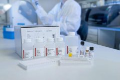 INNO-LIA ANA Update, 20 testů - Fujirebio