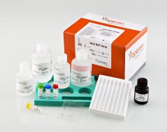 HLA B27 Strip, 16 strips - Operon